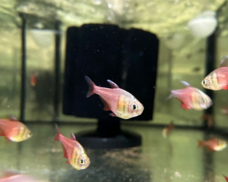 Flame Tetra ~ 2.5cm - 3cm